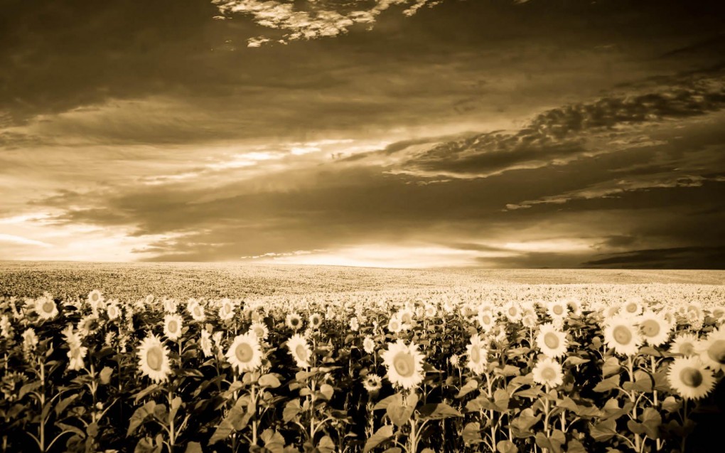 Sunflowers Backdrop